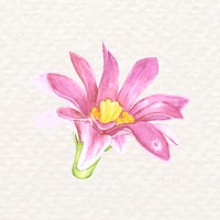 Watercolor pincushion flower cactus psd Mammillaria schumannii