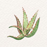 Aloe hybrid plant psd in watercolor