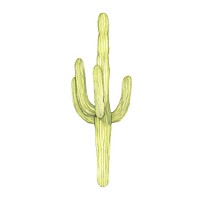 Hand drawn saguaro cactus isolated on white background