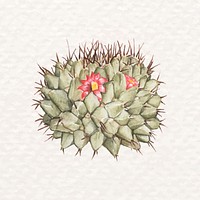 Psd desert plant watercolor pincushion cactus