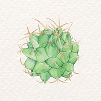 Mexican aloe cactus psd in watercolor 