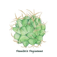 Hand drawn Mexican pincushion cactus