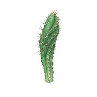 Hand drawn cereus forbesii cactus
