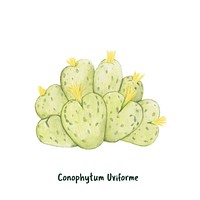 Hand drawn conophytum uviforme dwarf perennial succulent