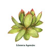Hand drawn echeveria agavoides lipstick succulent