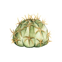 Hand drawn echinopsis calochlora cactus