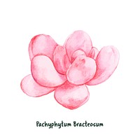 Hand drawn pachyphytum bracteosum succulent
