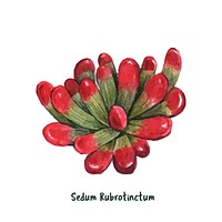 Hand drawn Sedum rubrotinctum succulent