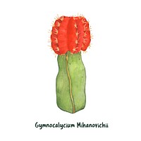Hand drawn gymnocalycium mihanovichii moon Cactus