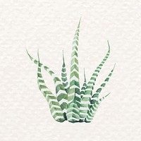 Desert succulent psd zebra Haworthia in watercolor