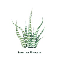 Hand drawn haworthia attenuata zebra Plant