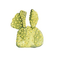 Hand drawn opuntia microdasys bunny ears cactus