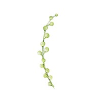 Hand drawn string of pearls succulent