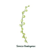 Hand drawn string of pearls succulent