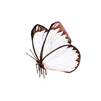 Hand drawn butterfly isolated on white background