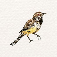 Hand-drawn wren bird psd in watercolor