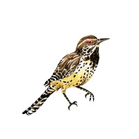 Hand drawn cactus wren bird