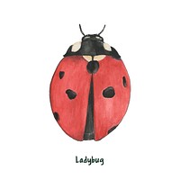 Hand drawn ladybug isolated on white background