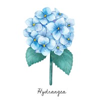 Illustration of Hydrangea flower isolated on white background.