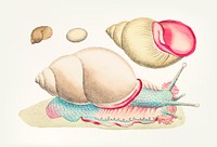 Vintage illustration of Rofe-lipped snail