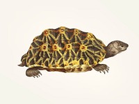 Vintage illustration of Radiated tortoise