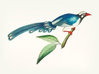 Vintage illustration of long tailed blue cuckoo