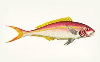 Vintage illustration of Yellow-striped sparus