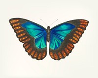 Vintage illustration of butterfly