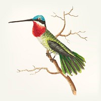 Vintage illustration of bird