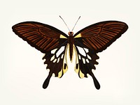 Vintage illustration of black butterfly with tailed wings