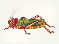 Vintage illustration of granulated locust