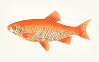 Vintage illustration of Orange carp