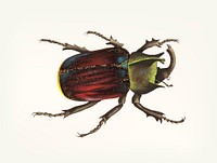 Vintage illustration of black scutellated beetle
