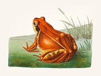 Vintage illustration of frog