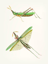 Vintage illustration of locust
