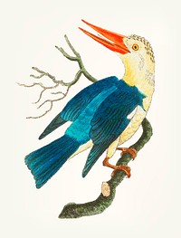 Vintage illustration of blue-green kingfisher