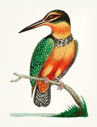 Vintage illustration of kingfisher