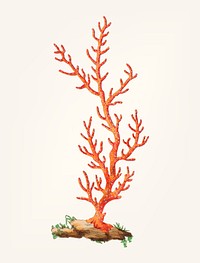 Vintage illustration of patulous gorgonia
