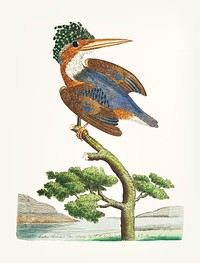Vintage illustration of crested kingfisher