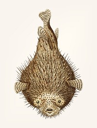 Vintage illustration of porcupine fish