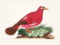 Vintage illustration of crimson pigeon