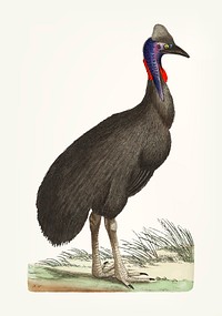 Vintage illustration of black cassowary