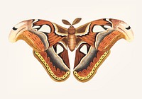 Vintage illustration of atlas moth