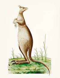 Vintage illustration of Great Kangaroo