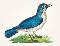 Vintage illustration of blue shrike