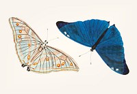 Vintage illustration of bright blue butterfly