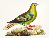 Vintage illustration of green pigeon