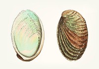 Vintage illustration of abalone shell
