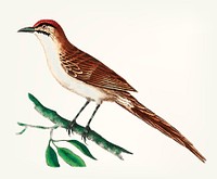 Vintage illustration of double-streaked warbler