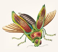 Vintage illustration of great goggle eyed beetle